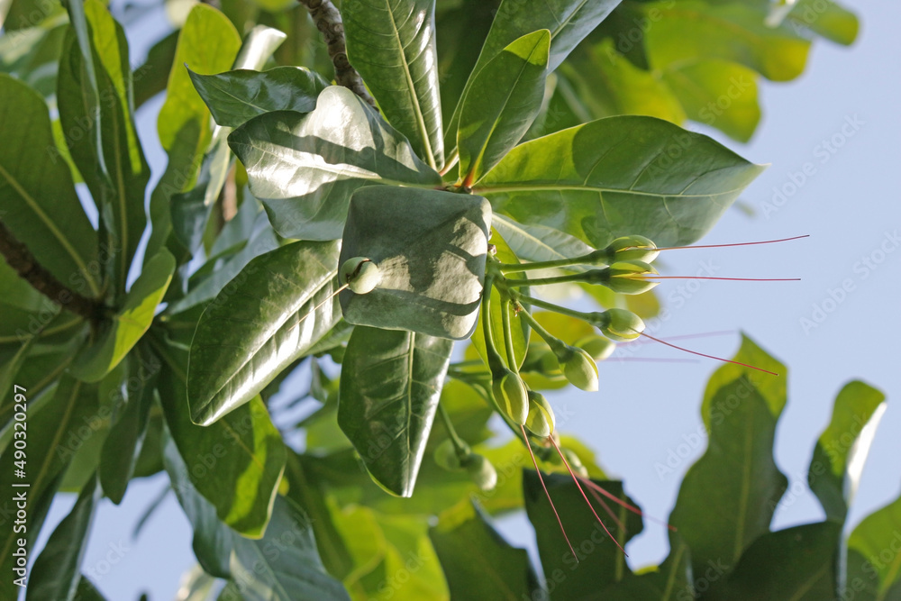 Barringtonia asiatica, commonly known as box fruit tree, fish poison ...