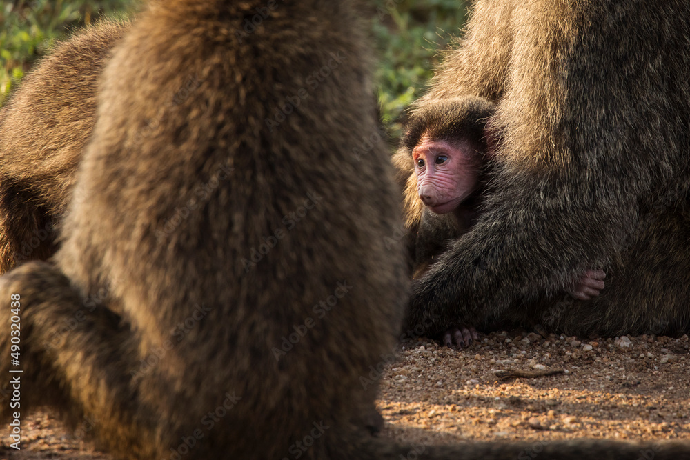 Φωτογραφία Baboons monkey family on the field during safari in National Park of Serengeti in Tanzania