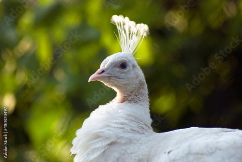 Close up of a white peacock