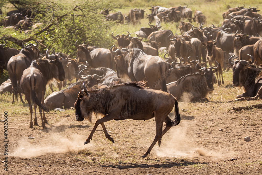 Group of wildebeasts during safari in National Park of Serengeti, Tanzania. Wild nature of Africa. Group of wildebeasts during safari in National Park of Serengeti, Tanzania. Wild nature of Africa.