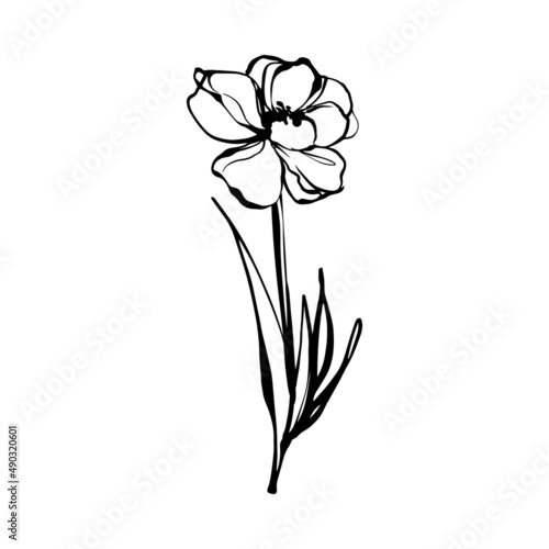 Black line doodle beautiful daffodil. Vector Outline illustration. Nature monochrome line art design. Hand drawn simple linear art
