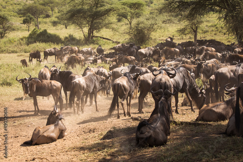 Photography Group of wildebeasts during safari in National Park of Serengeti, Tanzania