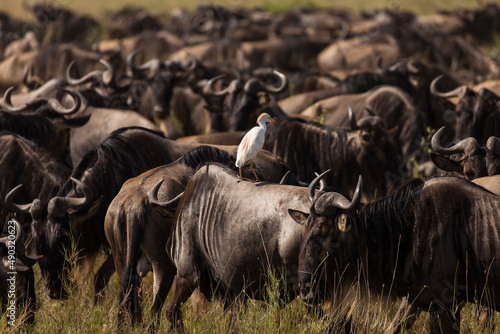 Photography Migration of wildebeast during safari in National Park of Serengeti, Tanzania