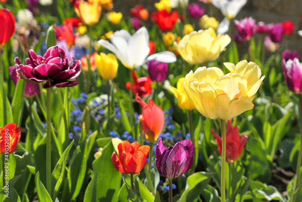 Colorfu springl tulip flowers field in sunlight. Colorfu springl tulip flowers field in sunlight.
