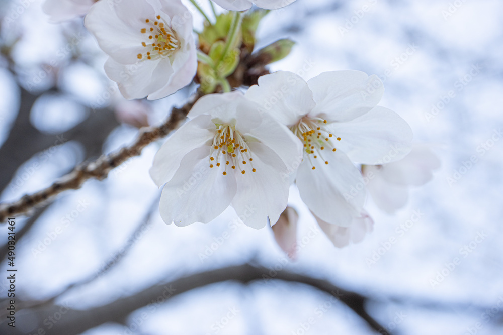 Obraz premium 満開の川沿いのソメイヨシノの花 背景 風景