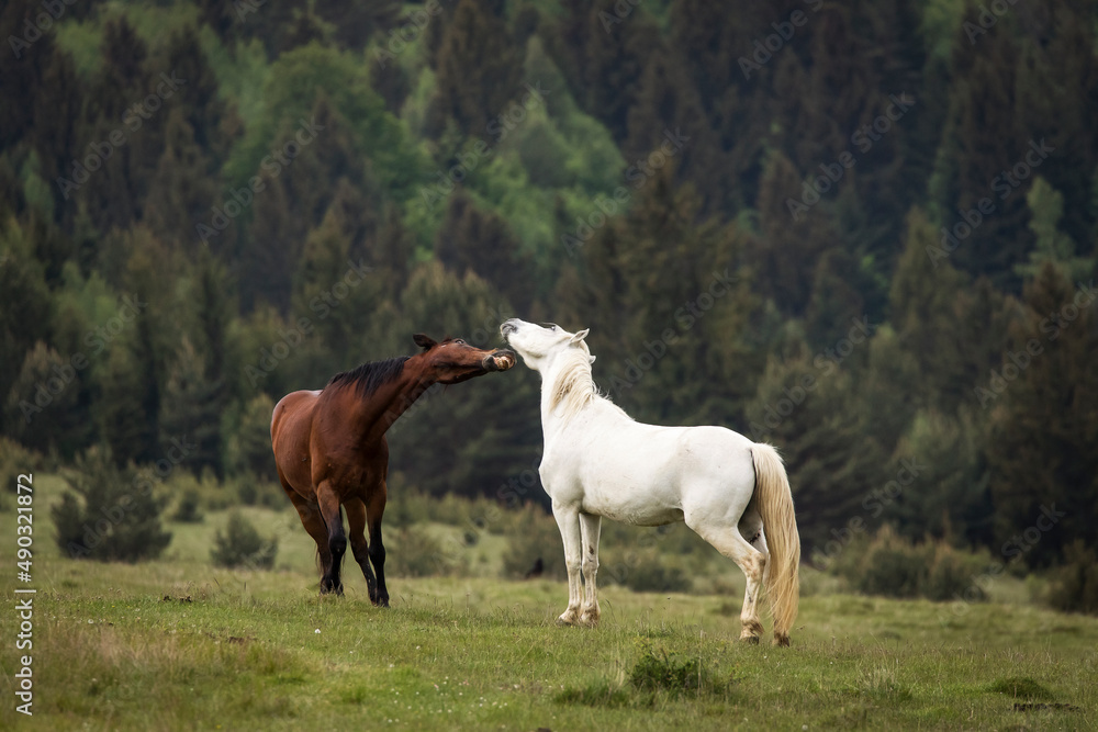 Beautiful two horses playing on a green landscape with fir trees in background. Comanesti, Romania. Beautiful two horses playing on a green landscape with fir trees in background. Comanesti, Romania.