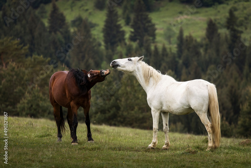 Beautiful two horses playing on a green landscape with fir trees in background. Comanesti  Romania.