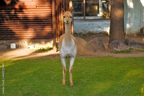 Wallpaper Mural Young guanaco in the park Torontodigital.ca