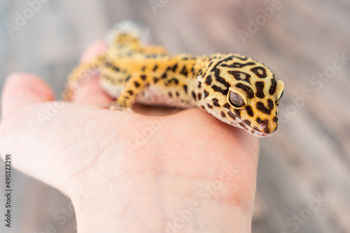 Leopard Gecko (eublepharis macularius) held in hand, close up detail
