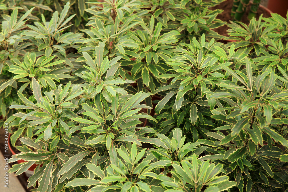 Dizygotheca Mix Elegantissima plants in the garden Dizygotheca Mix Elegantissima plants in the garden