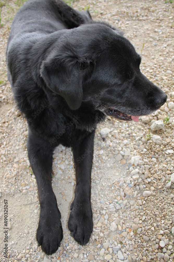 Schwarzer Labrador Retriever in Nahaufnahme. Ein schwarzer Hund ruht auf einer grünen Wiese. Der Hund legt sich in die Sonne. Gelbe Augen. Schwarzes, kurzes, glänzendes Haar. Ohren groß und weich. Schwarzer Labrador Retriever in Nahaufnahme. Ein schwarzer Hund ruht auf einer grünen Wiese. Der Hund legt sich in die Sonne. Gelbe Augen. Schwarzes, kurzes, glänzendes Haar. Ohren groß und weich.