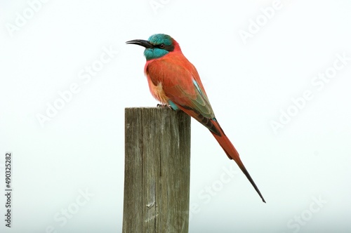 Ein Scharlachspint (Merops nubicus) auf einem Pfahl, Äthiopien. photo