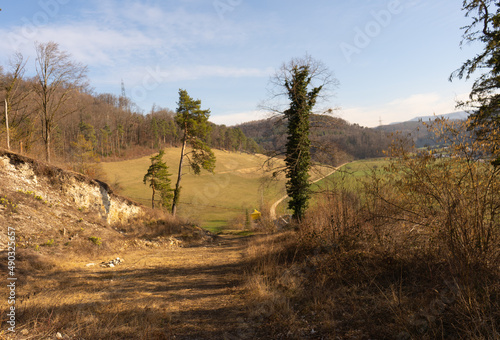 Fototapeta Naklejka Na Ścianę i Meble -  pring Reborn, Wiedergeborene Frühling, Europa, Switzerland, Mountain, Forest, Sunny day, Lonely Walk