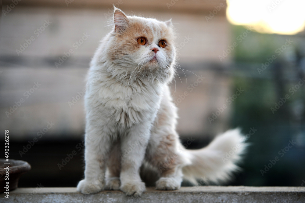Obraz premium beautiful Cat