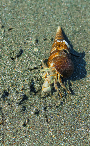 Hermit Crab on the beach. Wildlife Beach  Hermit Crab  Animal Shell  Seashell White Beach Macro Sunny Day.