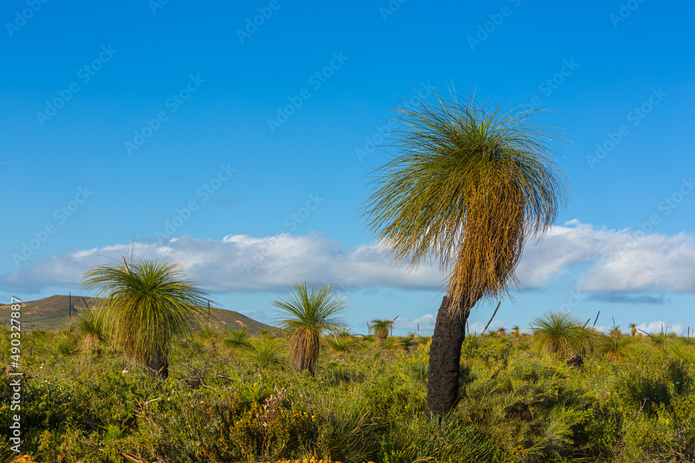 Fototapeta premium Landscape with Grasstrees (Xanthorroea preissii) in Western Australia 