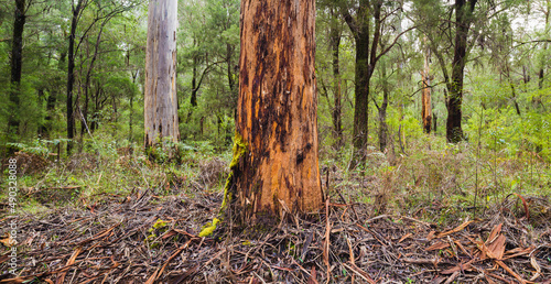 Panorama image of a dense Eucalyptus forest with Karri trees (Eucalyptus diversicolor) in Warren national Park, Western Australia
 photo