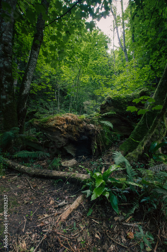 Bosque en penumbra