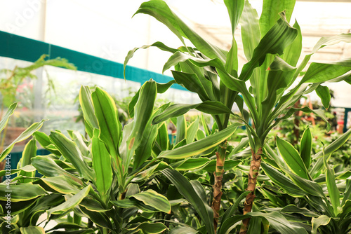 Dracaena Fragans Gold Coast plants in the garden photo