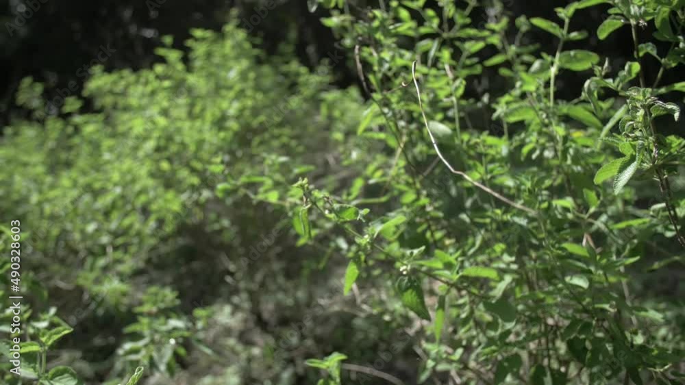 Large oregano plantation in a garden - Slow motion Large oregano plantation in a garden - Slow motion