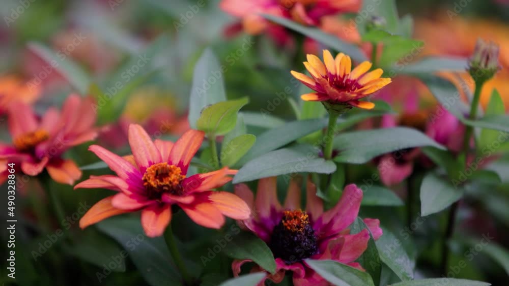 Vibrantly coloured Zinnia flowers slow shift from in focus to blurred Vibrantly coloured Zinnia flowers slow shift from in focus to blurred