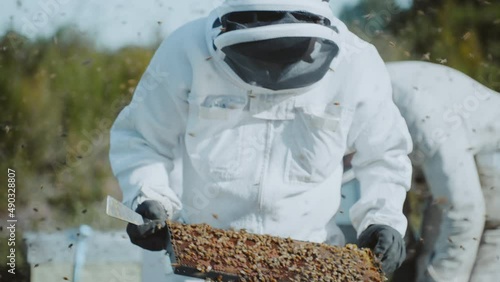 Beekeeper controlling Manuka honey bee hive frame in apiary photo