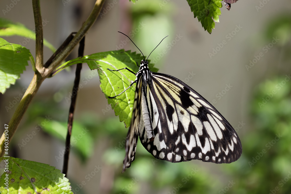 Naklejka premium Butterfly World is located in Tradewinds Park in Coconut Creek, Florida, United States. It opened in 1988, and is the largest butterfly park stock photo 