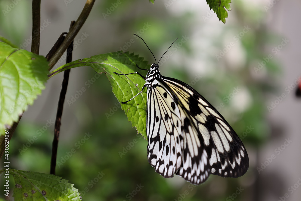 Butterfly World is located in Tradewinds Park in Coconut Creek, Florida
