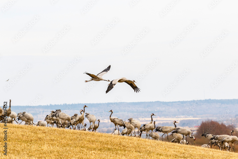 Flock of Cranes on a field and flying in the sky