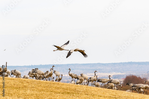 Flock of Cranes on a field and flying in the sky © Lars Johansson