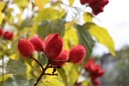 Lipstick tree Bixa orellana, also known as achiote, is a shrub native to Central America. Bixa orellana. The tree is source of annatto, a natural orange-red condiment  arils that cover its seeds. photo