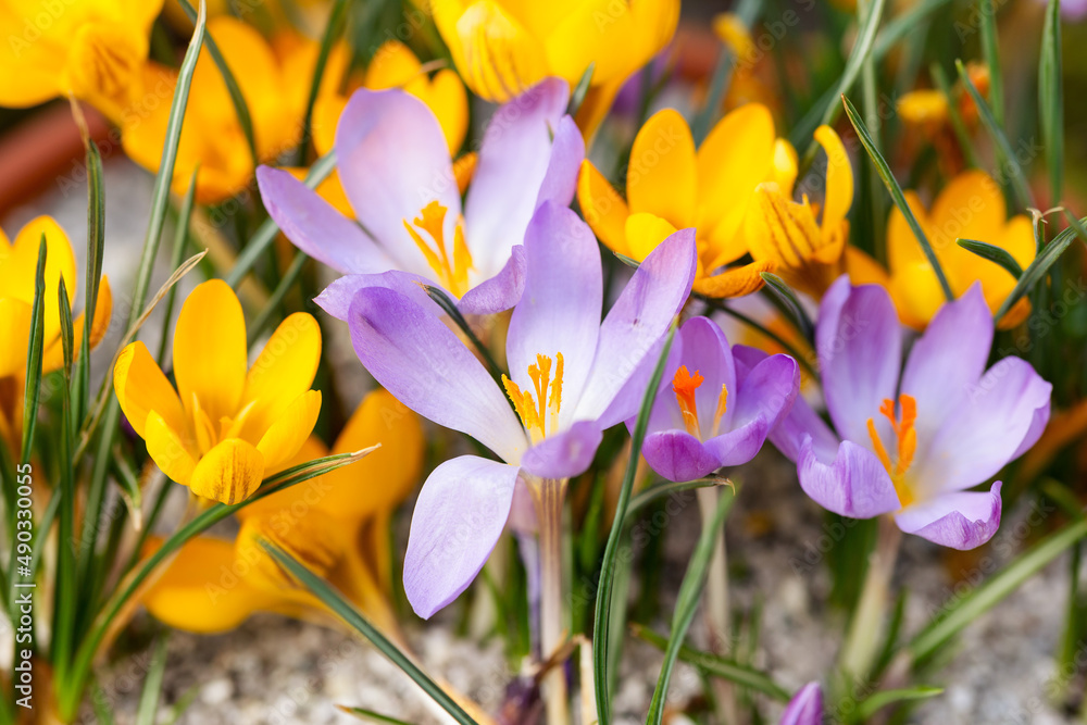 Fototapeta premium spring crocus flowers in a clay pot