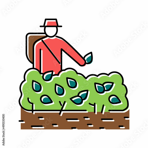 harvest tea color icon vector illustration