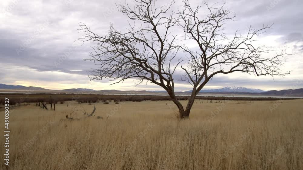 Walking through grassy field moving past single tree on cloudy day in the wide open landscape. Walking through grassy field moving past single tree on cloudy day in the wide open landscape.