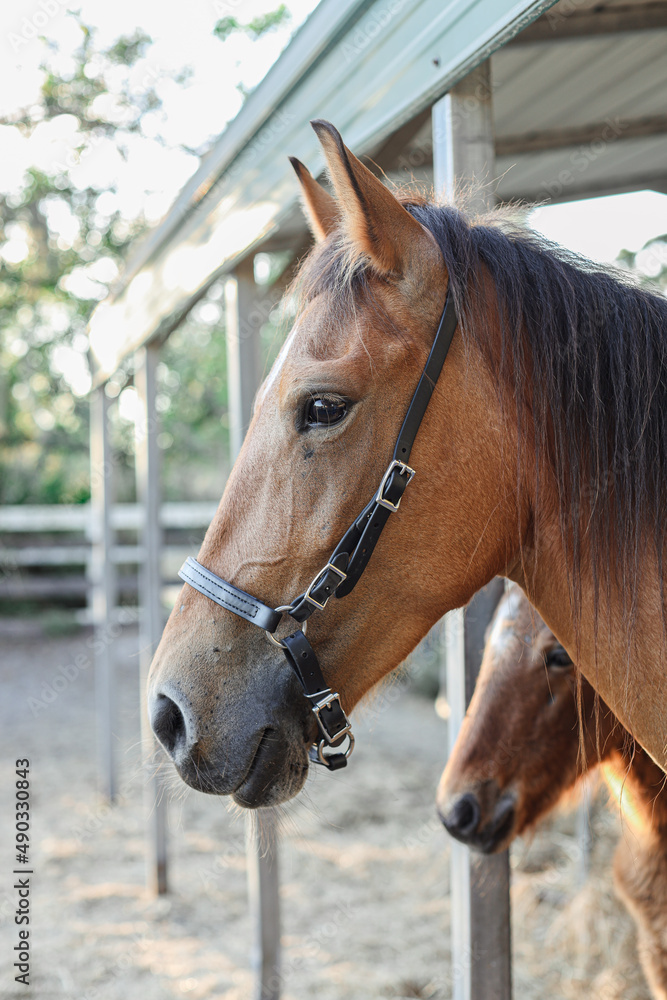 Fototapeta premium Brown hoarse in a stall in Kissimmee Florida near Orlando 