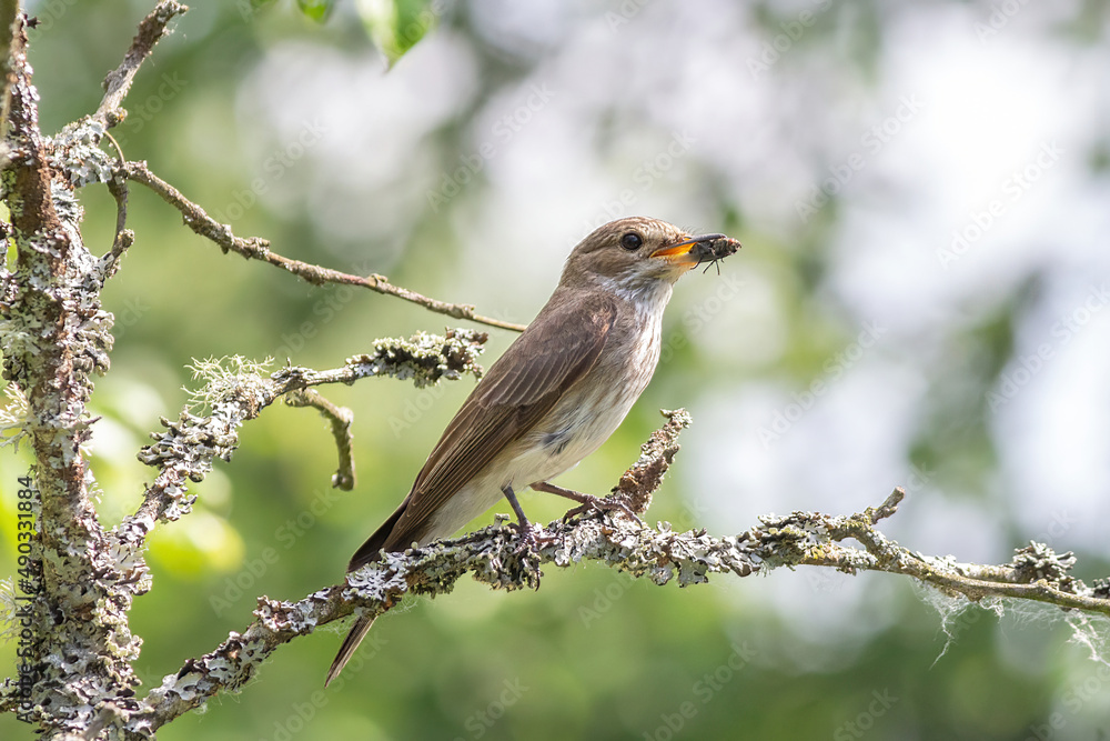 Bird with fly on a branch Bird with fly on a branch