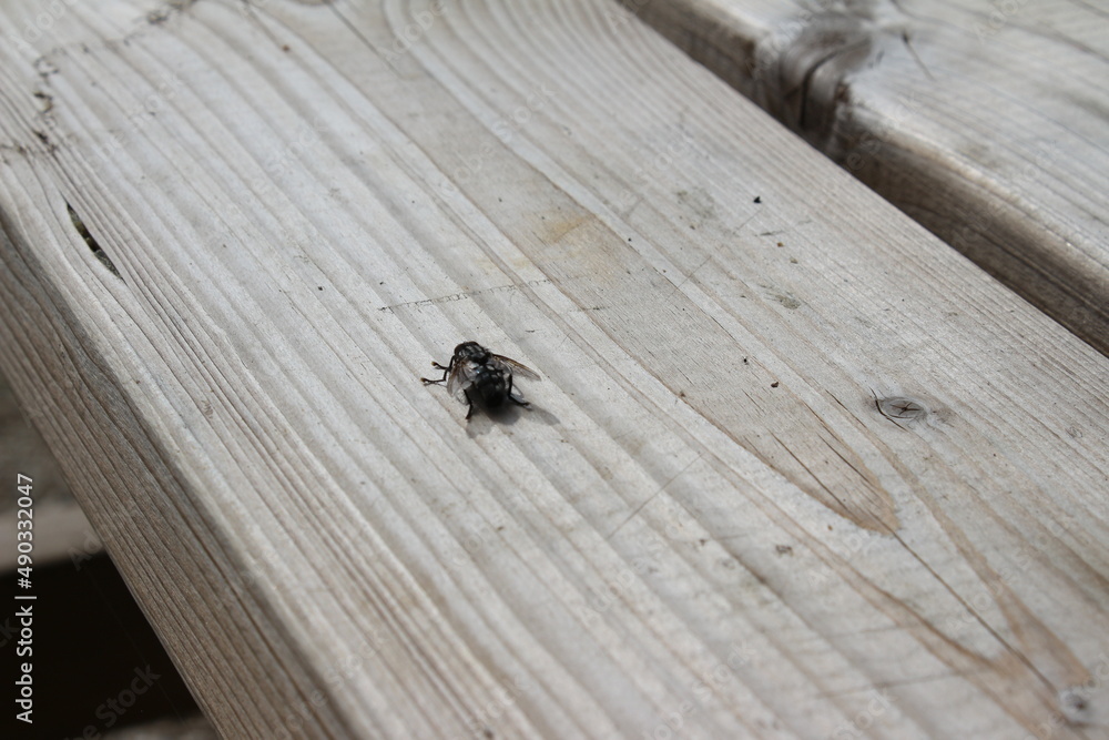 Fototapeta premium Insekten in der Natur. Fliegen Sie auf einem Holzbrett. Holztisch in der Sonne mit einer Fliege. Blumen mit Schmetterlingen. Schmetterlinge mit bunten Flügeln. Helle Blütenblätter mit Bienen. Sommer.