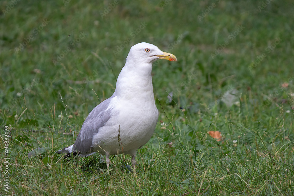 Seagull on grass Seagull on grass
