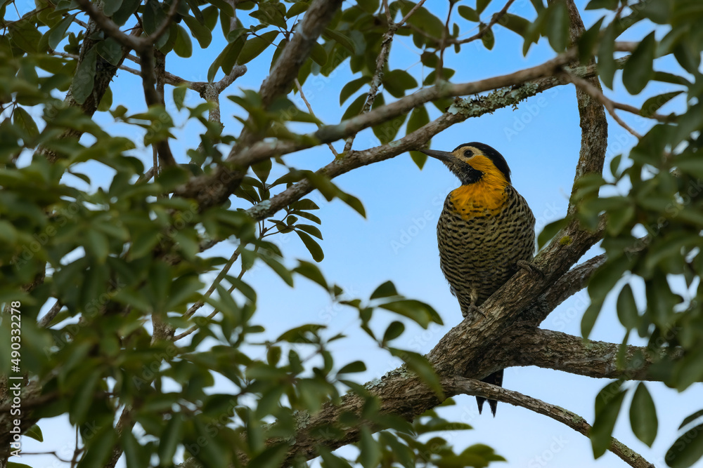 A woodpecker perched on a tree branch A woodpecker perched on a tree branch
