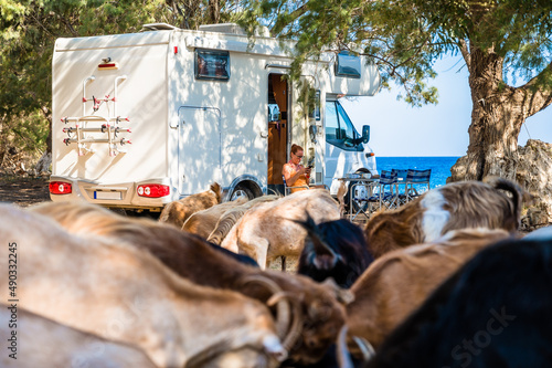 Family traveling with motorhome are eating breakfast on a beach among goats. photo