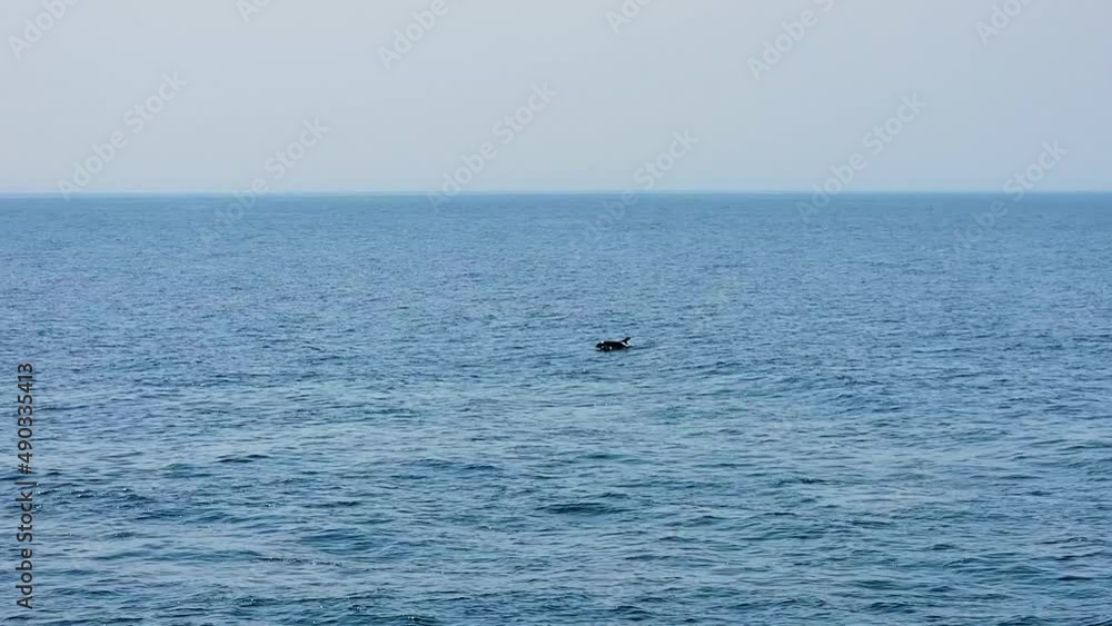 Atlantic White-sided Dolphins Arching and Breaching the Surface of the Atlantic Ocean One at a Time. Dolphin Watching. wide