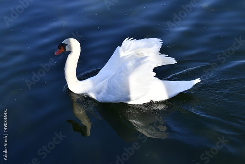 The mute swan lulls itself into the calm waters of the lake