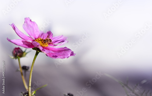 A closeup shot of pink Cosmos flower and bee isolated on green background.