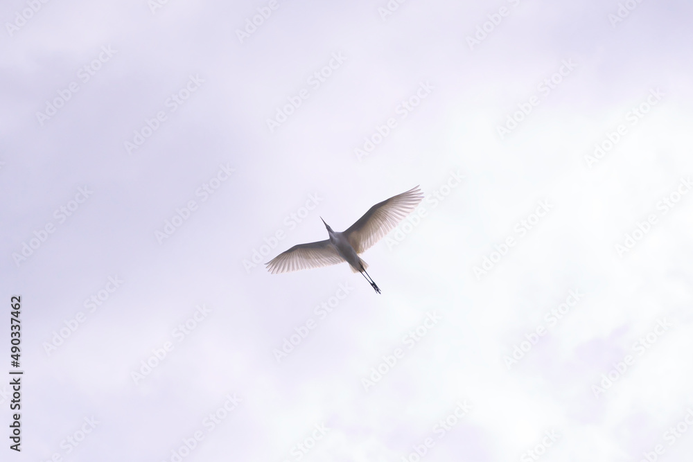 Obraz premium 大空を舞う白鷺。
