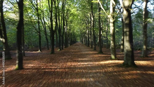 Path through a beech tree forest with brown leafs on the forest floor during autumn. photo