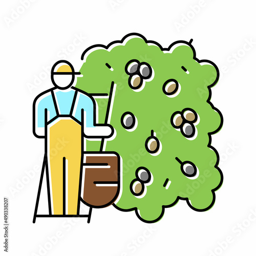 harvesting manual olive berries color icon vector illustration