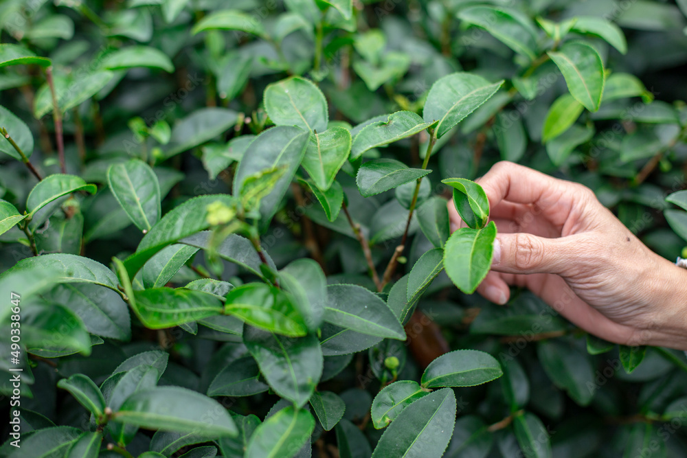 Hand is picking the tender shoots of Oolong tea. Hand is picking the tender shoots of Oolong tea.