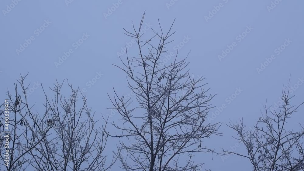 Leafless tree canopy covered with ice after ice rain in winter Leafless tree canopy covered with ice after ice rain in winter