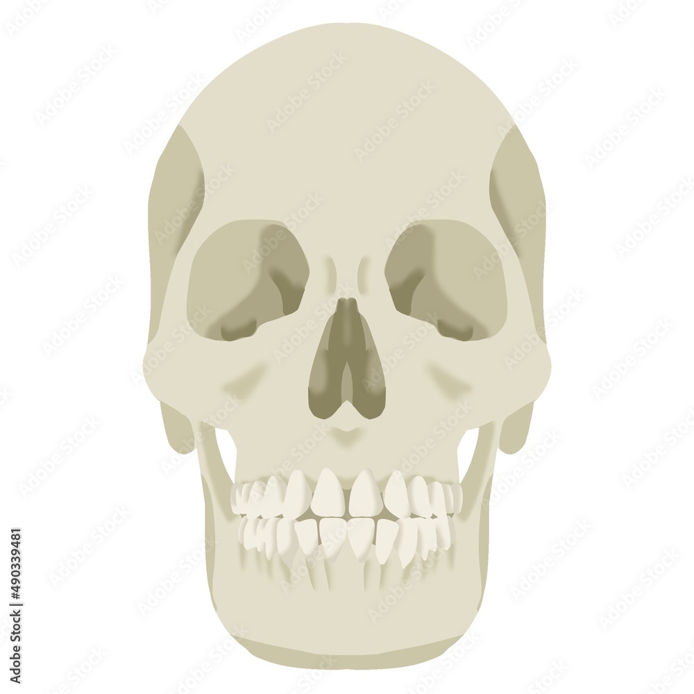 Obraz premium Color illustration of a skull facing forward