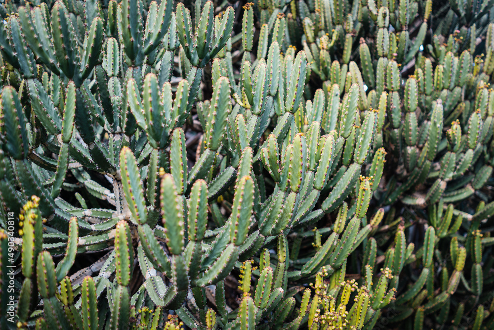 Fototapeta premium Cactus plants - Garden in Lanzarote, Spain